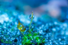 4571231-photo-manipulation-nature-macro-colorful-green-blue-depth-of-field-water-drops-plants